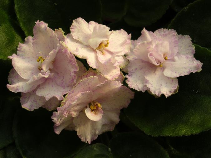 [��ˮ]��������ˮ��