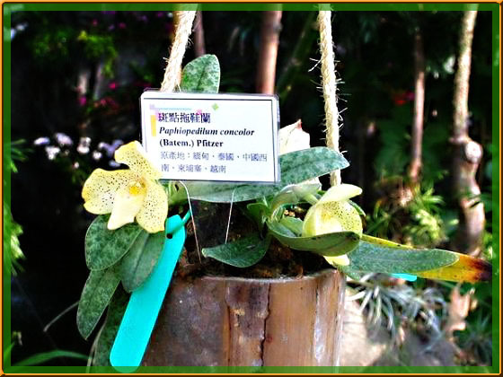 ����Ĵ���Ȼ��������