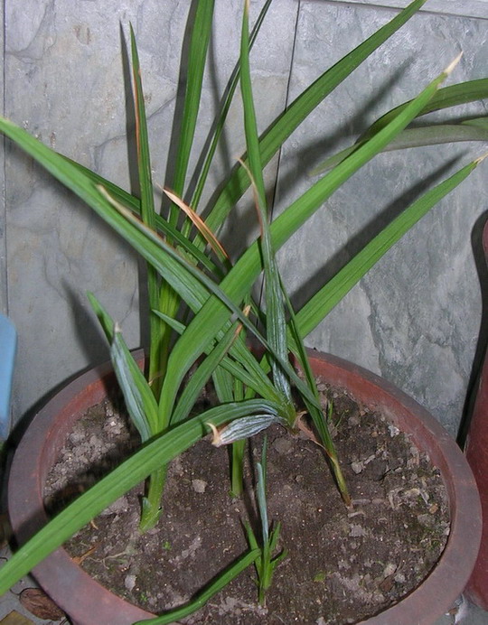 ��ʼ������