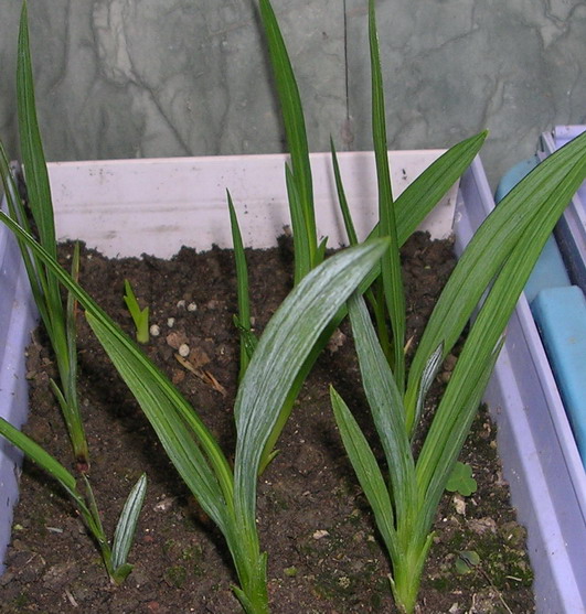 ��ʼ������