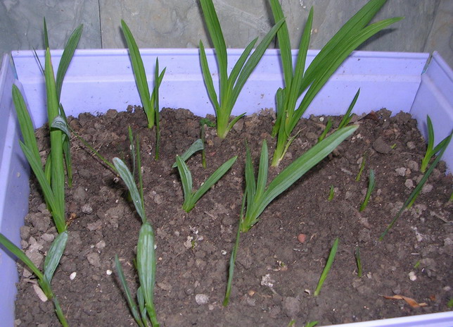 ��ʼ������