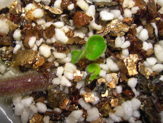 ��Ψһ��һ����