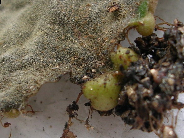 Ҷ�����ͩ(�Ǻ�~��С����)