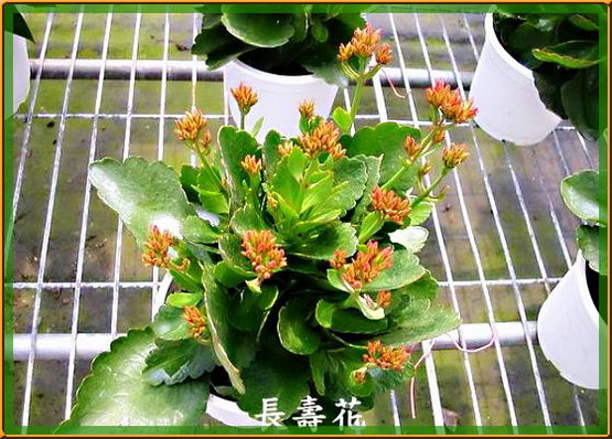 ����Ĵ���Ȼ��������