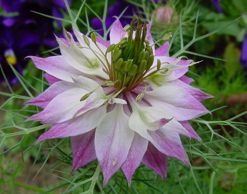 ����Ĵ���Ȼ��������