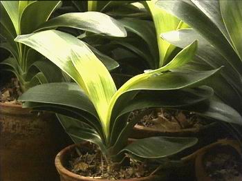 ����Ĵ���Ȼ��������