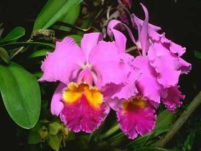 ����Ĵ���Ȼ��������