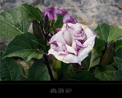 ����Ĵ���Ȼ��������