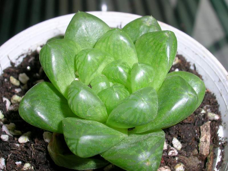 ɱ�ּҵġ�ׯ�ڵء�����ջ�