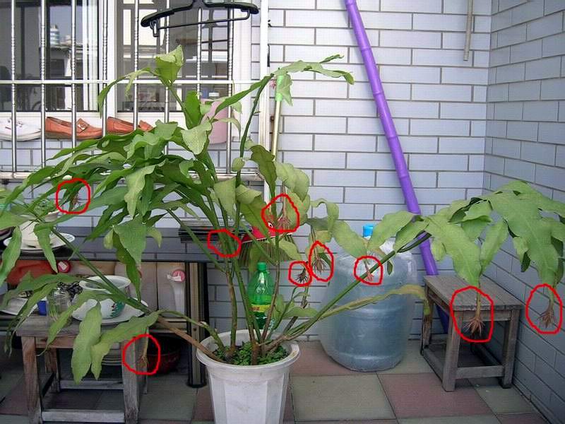 ɱ�ּҵġ�ׯ�ڵء�����ջ�(���¼ӳ�Ա����)