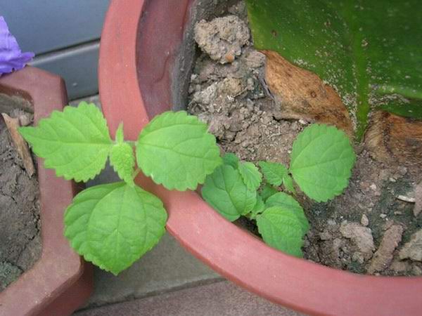 ɱ�ּҵġ�ׯ�ڵء�����ջ�(���¼ӳ�Ա����)