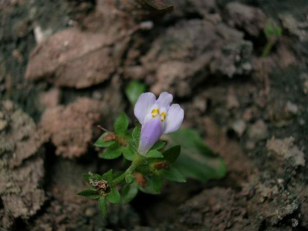 ɱ�ּҵġ�ׯ�ڵء�����ջ�(���¼ӳ�Ա����)