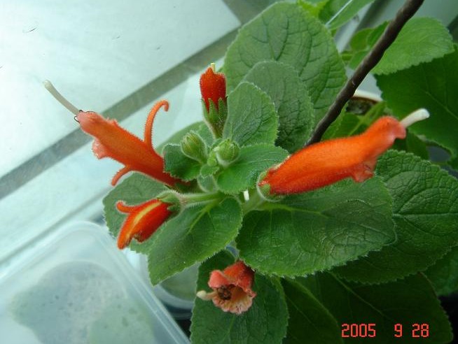 [����]����̦��������