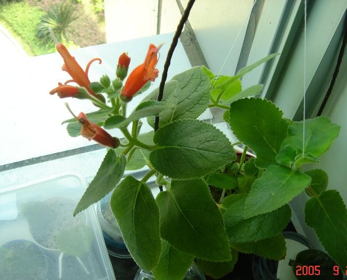 [����]����̦��������