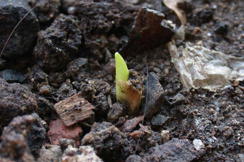 �����ˣ�Ҫ�������ˣ�С������ѿ��P2��