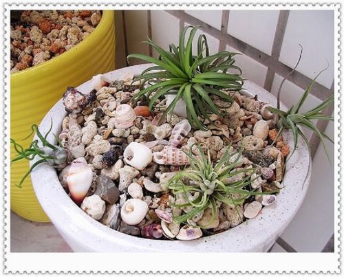 [����]������������������(P8�����Ŷ������µ���ֲ����Ŷ��)