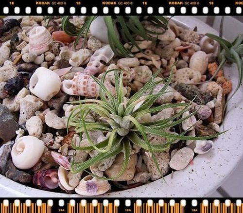 [����]������������������(P8�����Ŷ������µ���ֲ����Ŷ��)