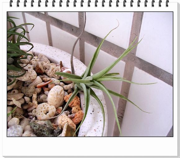 [����]������������������(P8�����Ŷ������µ���ֲ����Ŷ��)