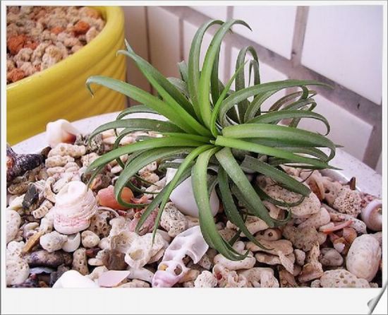 [����]������������������(P8�����Ŷ������µ���ֲ����Ŷ��)