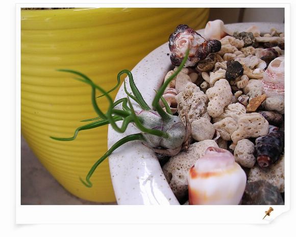 [����]������������������(P8�����Ŷ������µ���ֲ����Ŷ��)