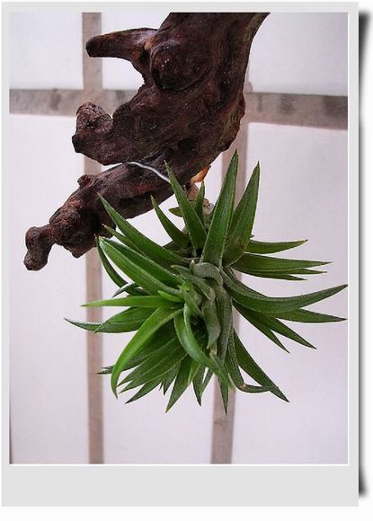 [����]������������������(P8�����Ŷ������µ���ֲ����Ŷ��)