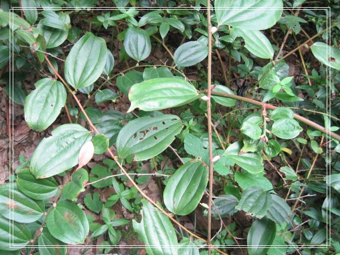 ֲ��԰���DD