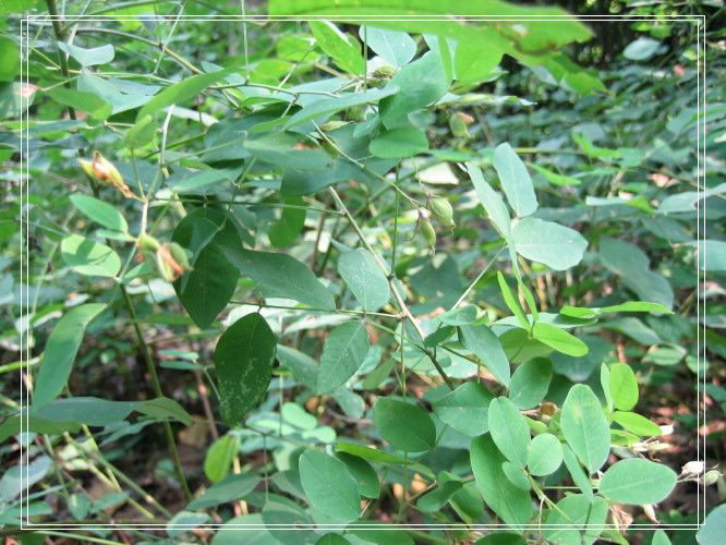 ֲ��԰���DD