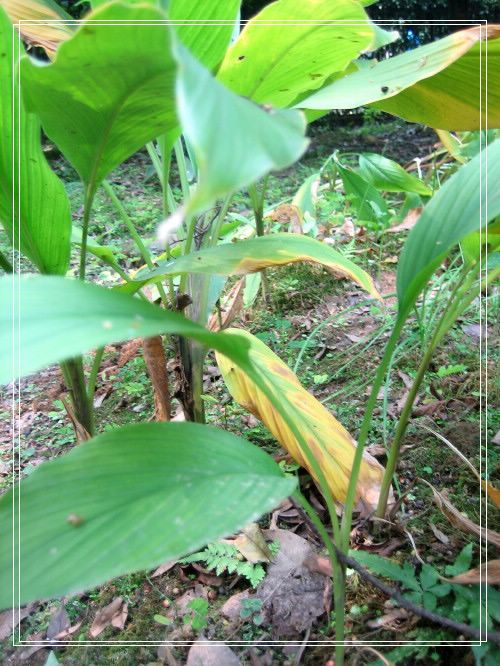 ֲ��԰���DD