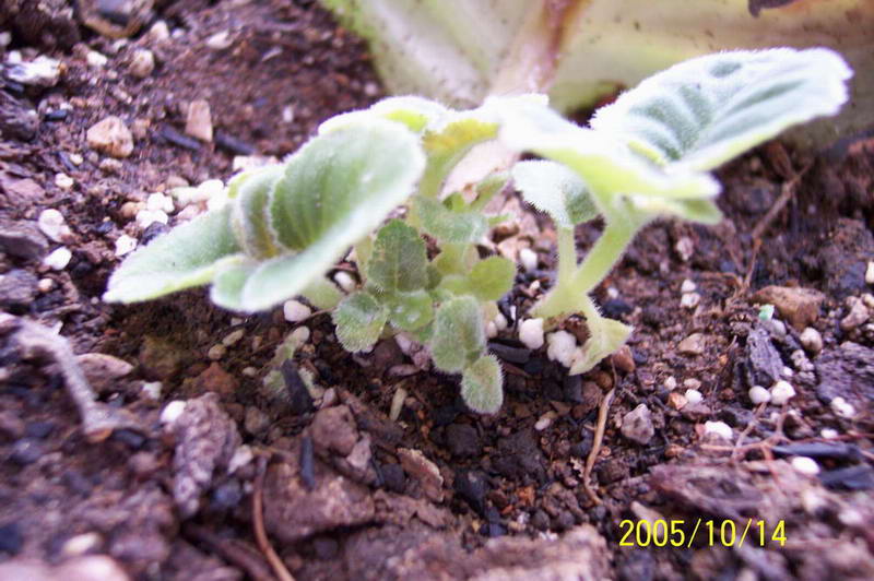 ����ͩ��С��ͩ��˫��Ƥ��