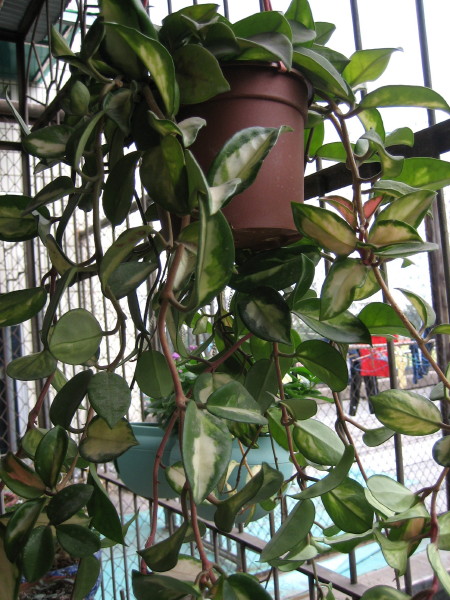 �����һЩֲ��