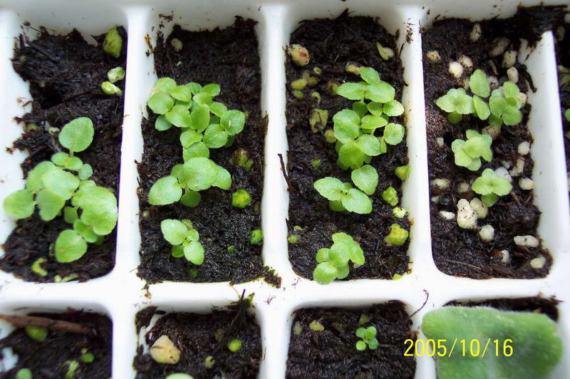 ����ͩ��С��ͩ��˫��Ƥ��