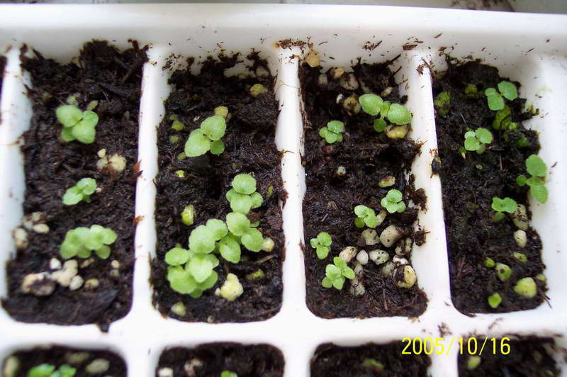 ����ͩ��С��ͩ��˫��Ƥ��