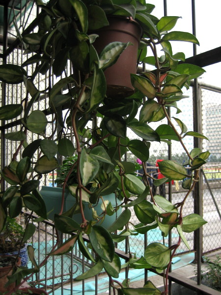 �����һЩֲ��