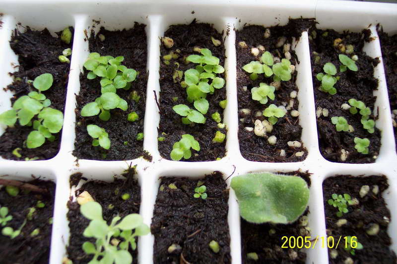 ����ͩ��С��ͩ��˫��Ƥ��