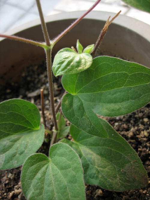 �����һЩֲ��