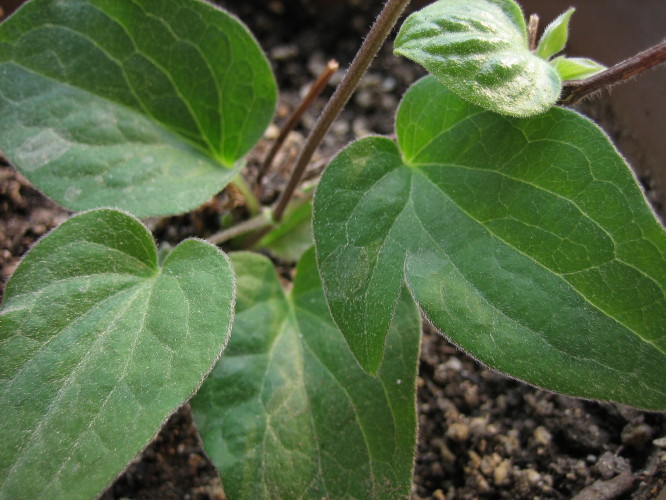 �����һЩֲ��