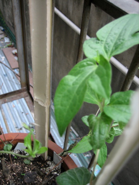 �����һЩֲ��