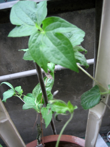 �����һЩֲ��