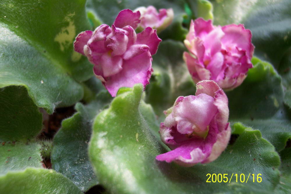 ���� ��ֲ��----����������