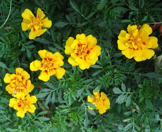 ���Ӳ�԰���ȼ�ţ�Ϳ�ȸ�ݣ�P7��