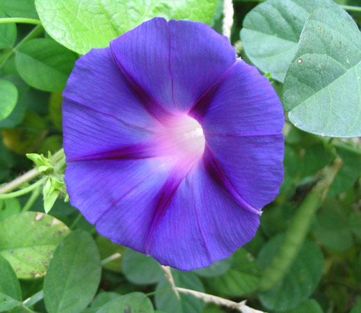 ���Ӳ�԰���ȼ�ţ�Ϳ�ȸ�ݣ�P7��