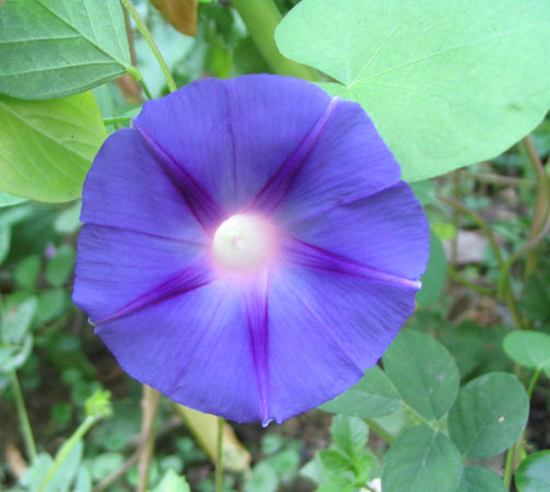 ���Ӳ�԰���ȼ�ţ�Ϳ�ȸ�ݣ�P7��