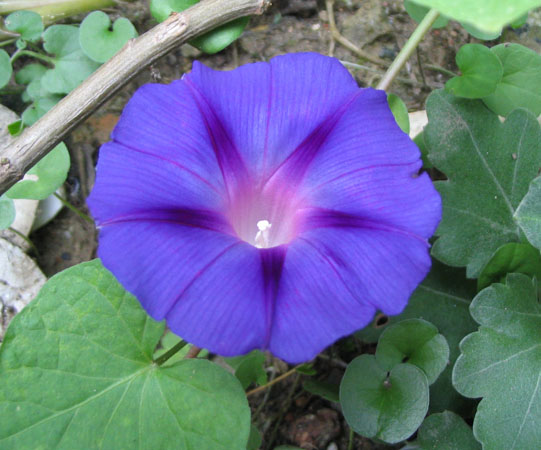 ���Ӳ�԰���ȼ�ţ�Ϳ�ȸ�ݣ�P7��