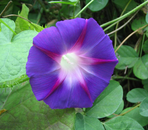 ���Ӳ�԰���ȼ�ţ�Ϳ�ȸ�ݣ�P7��