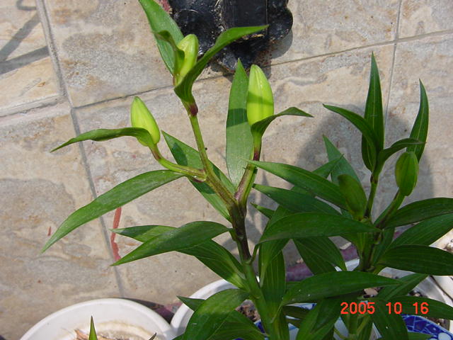 ������²���Ĵ��ۣ�һ���泤���������٣�����������--�����ﲥ�滨԰�Ӽ�