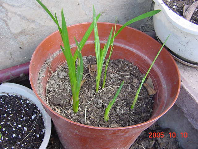 ������²���Ĵ��ۣ�һ���泤���������٣�����������--�����ﲥ�滨԰�Ӽ�