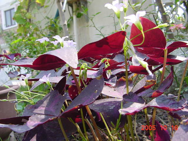 ������²���Ĵ��ۣ�һ���泤���������٣�����������--�����ﲥ�滨԰�Ӽ�