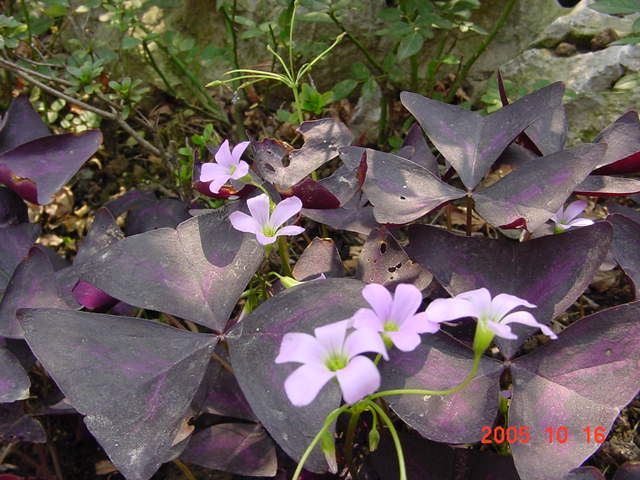 ������²���Ĵ��ۣ�һ���泤���������٣�����������--�����ﲥ�滨԰�Ӽ�