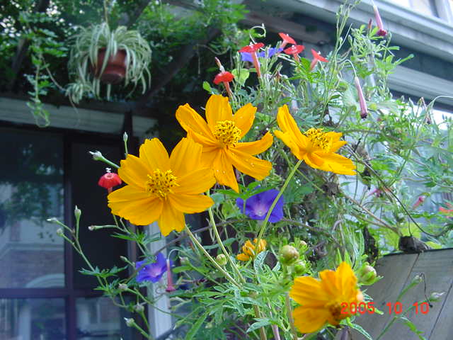 ������²���Ĵ��ۣ�һ���泤���������٣�����������--�����ﲥ�滨԰�Ӽ�