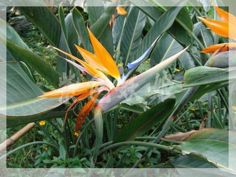 ����ֲ��԰��